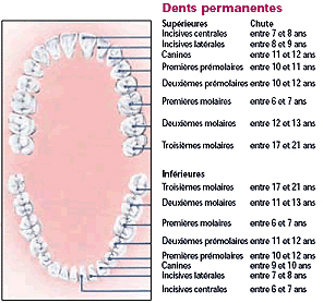 Dents permanentes des enfants et adultes