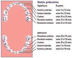 Dents primaires des enfants